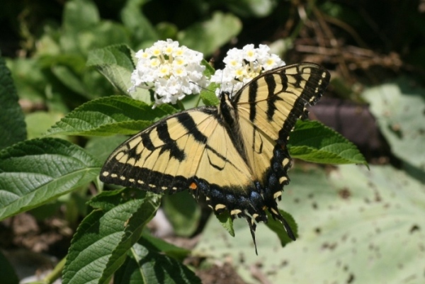 Lantana with swallowtail